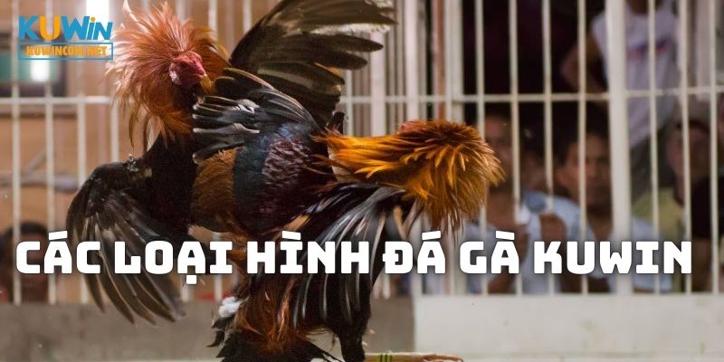 Các loại hình chọi kê trên nền tảng KUWIN cực chất