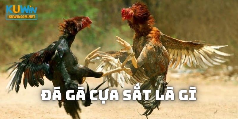 Giới thiệu về loại hình đá gà cựa sắt là gì