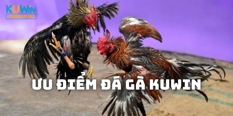 Lý do mà bạn nên chọn tham gia Đá Gà KUWIN